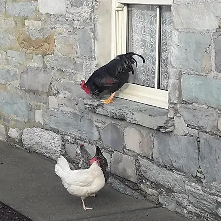 Farm * Ballyvourney
